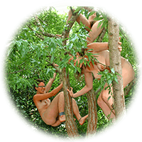 tree climbing while naked